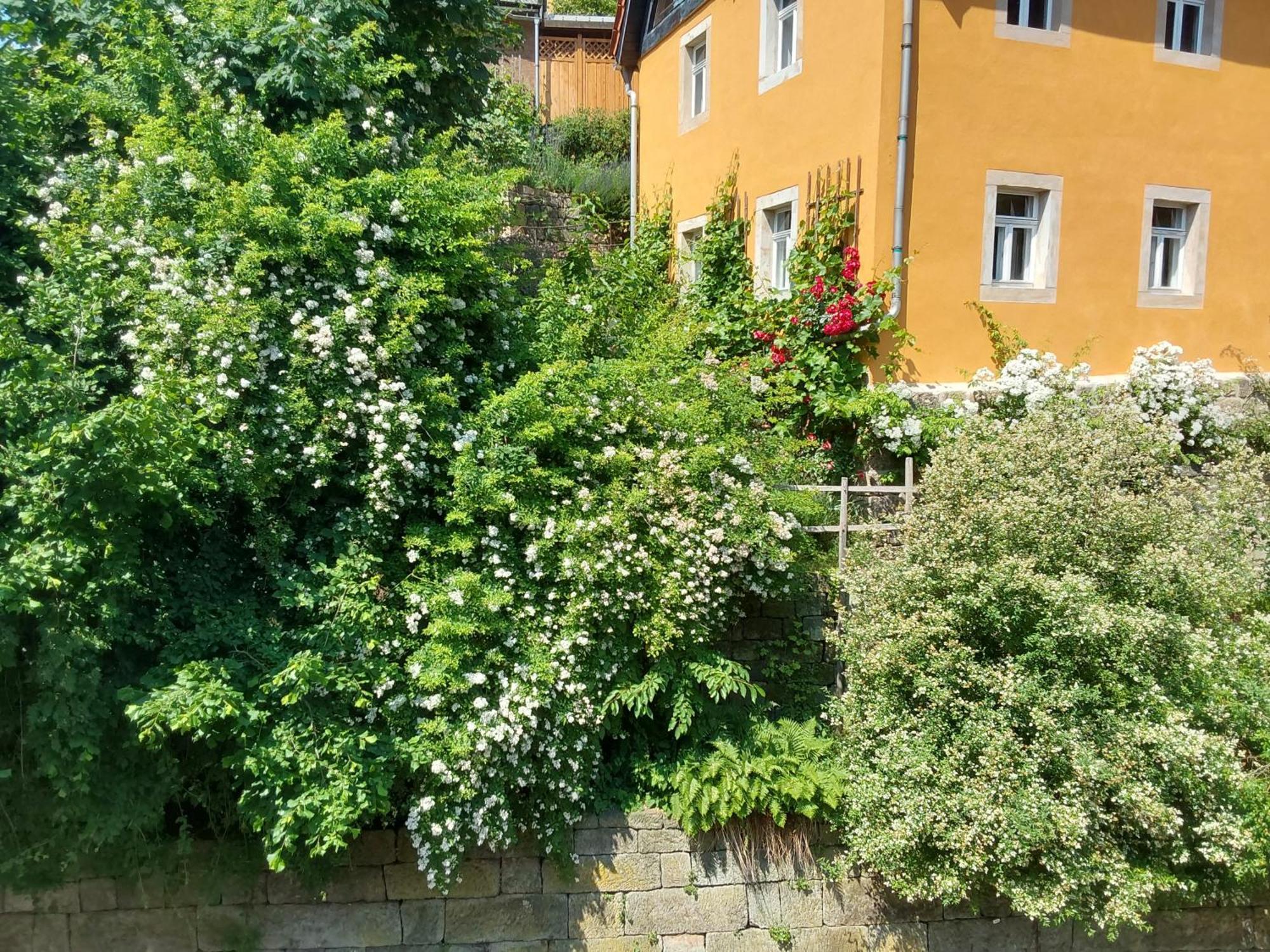 Bed And Breakfast Wehlen Stadt Wehlen Kültér fotó